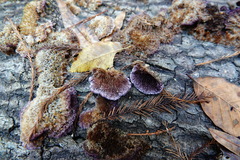 Trichaptum laricinum