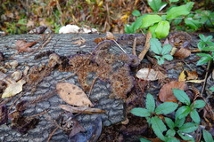 Trichaptum laricinum