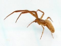 Uloborus glomosus