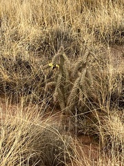 Cylindropuntia whipplei