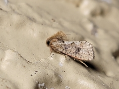Acrolophus walsinghami