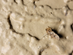 Acrolophus walsinghami