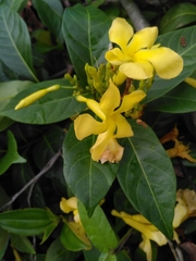 Odontadenia puncticulosa