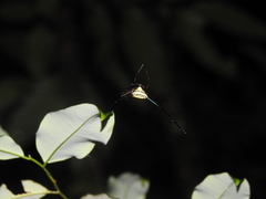 Micrathena cyanospina