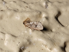 Acrolophus walsinghami