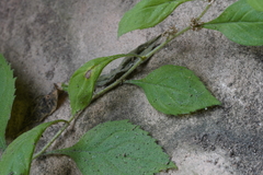 Solidago albopilosa