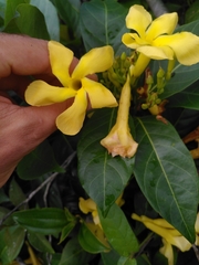 Odontadenia puncticulosa