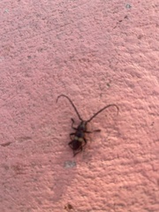 Lissonotus flavocinctus