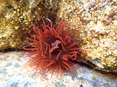 Isanemonia australis