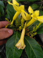 Odontadenia puncticulosa