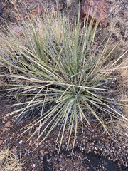 Yucca angustissima