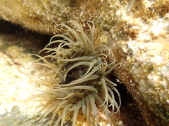 Isanemonia australis