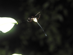 Micrathena cyanospina