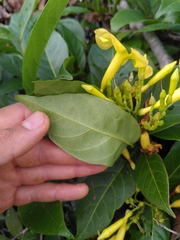 Odontadenia puncticulosa