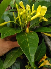 Odontadenia puncticulosa
