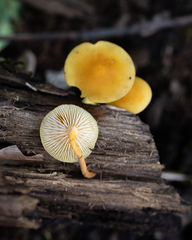 Heimiomyces tenuipes