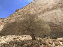 Pistacia terebinthus