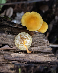 Heimiomyces tenuipes