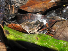 Leptodactylus petersii