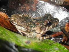 Leptodactylus petersii