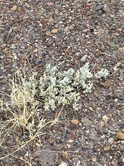 Atriplex confertifolia