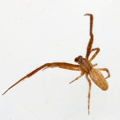 Uloborus glomosus