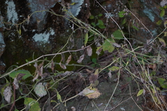 Solidago albopilosa