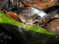 Leptodactylus petersii