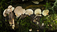 Panellus pusillus