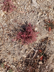 Euphorbia melanadenia