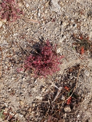Euphorbia melanadenia