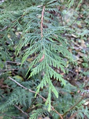 Thuja