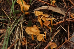 Craterellus lutescens