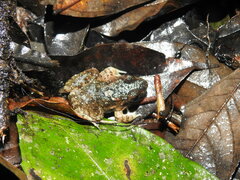 Leptodactylus petersii