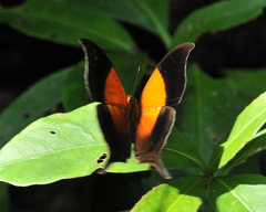 Marpesia furcula