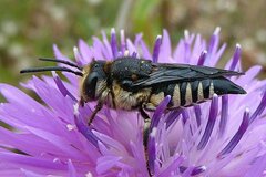 Coelioxys conoideus