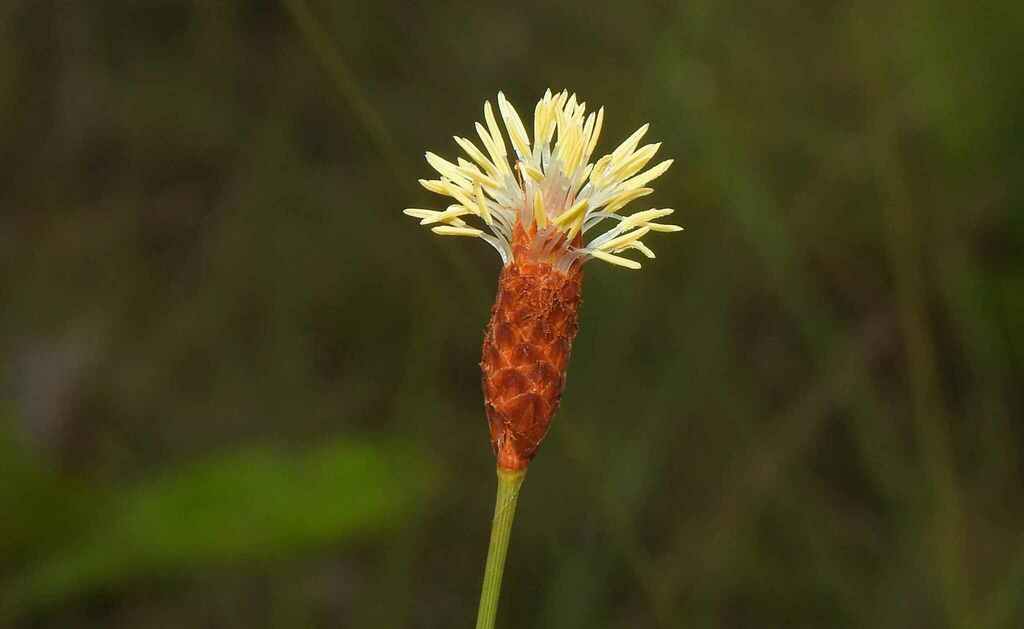 Bulbostylis lanata