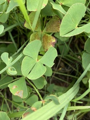 Marsilea