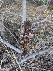Aphyllon cooperi