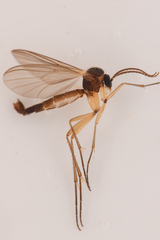 Mycetophilidae