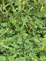 Marsilea