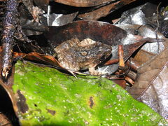 Leptodactylus petersii