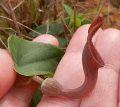 Aristolochia baetica