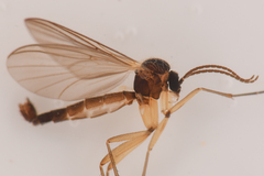 Mycetophilidae
