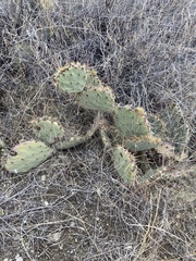 Opuntia gilvescens