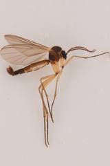 Mycetophilidae