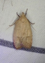 Machimia tentoriferella