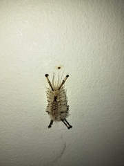 Dasychira meridionalis