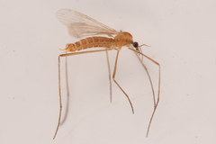 Molophilus