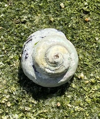 Tegula euryomphala